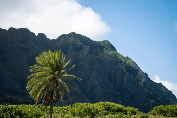 Een Palm Boom Een Reusachtige Berg Ahupua Kahana State Park — Stockfoto