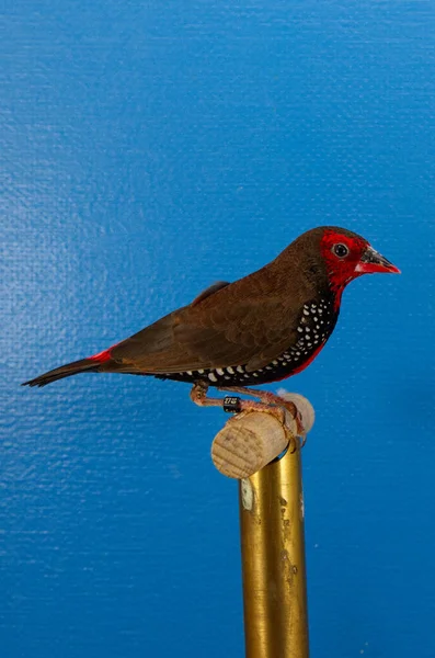 Eine Vertikale Aufnahme Eines Roten Avadavat Vogels Der Auf Einem — Stockfoto