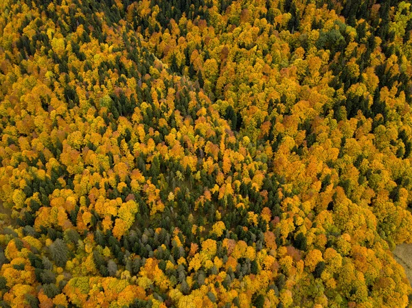 Een Prachtig Uitzicht Een Herfstlandschap Met Bomen Een Zonnige Dag — Stockfoto