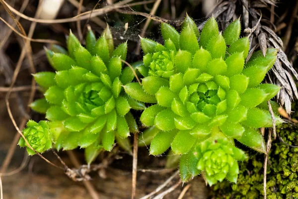 Closeup Photo Himalayan Flower — Stock Photo, Image