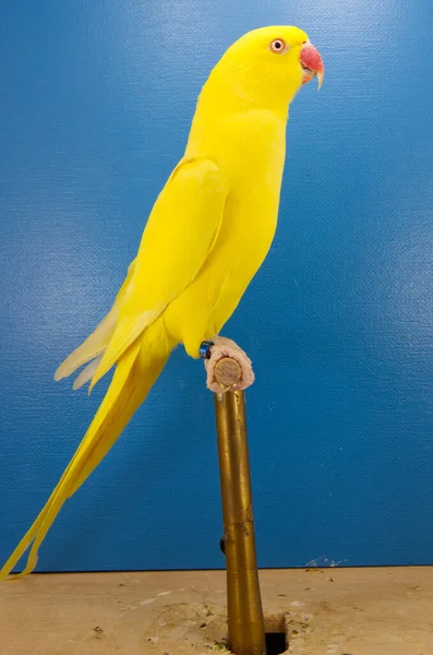 Nahaufnahme Eines Gelben Papageis Auf Blauem Hintergrund — Stockfoto