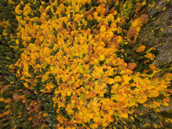 Krásný Výhled Podzimní Krajinu Stromy Slunečného Dne — Stock fotografie