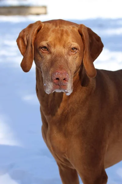 Pionowe Ujęcie Ślicznego Brązowego Psa Vizsla Zewnątrz Śnieżny Zimowy Dzień — Zdjęcie stockowe