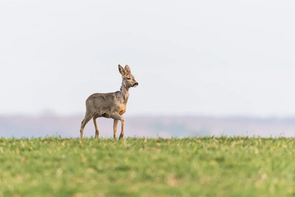 A cute, baby roe deer walking in a green meadow with a blurred background