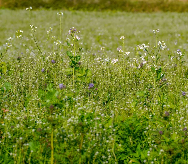 Nahaufnahme Einer Blühenden Sommerwiese Waldrand — Stockfoto