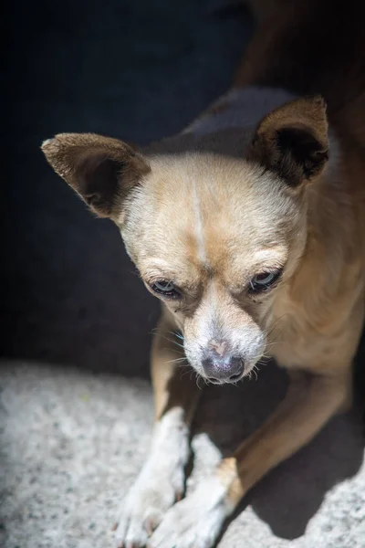Pionowe Ujęcie Chihuahua Psa Siedzi Betonowej Podłodze Promienie Słońca Spadają — Zdjęcie stockowe