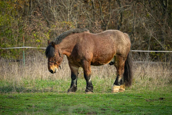 Hnědý Belgický Kůň Parku Pod Slunečním Svitem Rozmazaným Pozadím — Stock fotografie