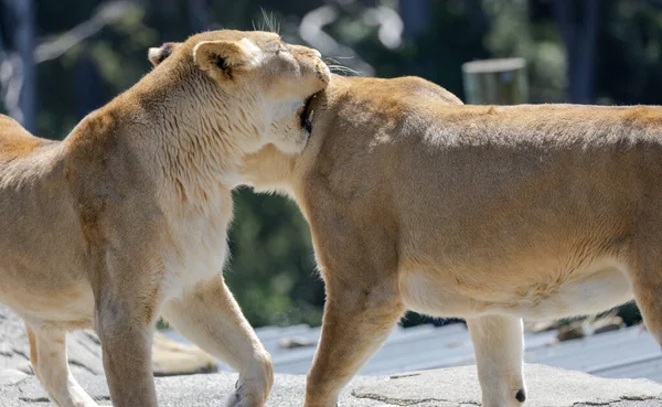 Две Львицы Играют Зоопарке — стоковое фото