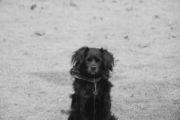 一条带领子的黑色卷毛猎犬坐在街上 — 图库照片