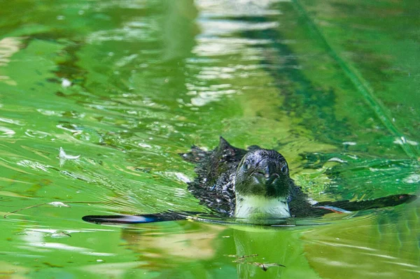 Closeup Little Penguin Swimming Water — Stock Photo, Image