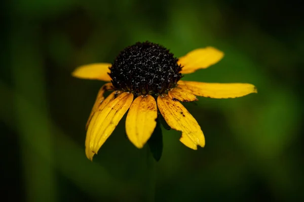 Closeup Bright Yellow Flower Garden — Stock Photo, Image