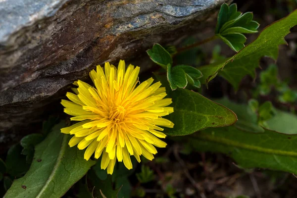 Zbliżenie Ujęcie Żółtego Himalajskiego Kwiatu — Zdjęcie stockowe