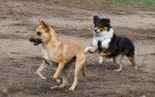 Different Breed Dogs Playing Each Other Park — Stock Photo, Image