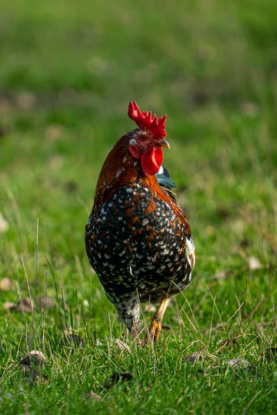 農場の畑を歩く鶏の垂直ショット — ストック写真
