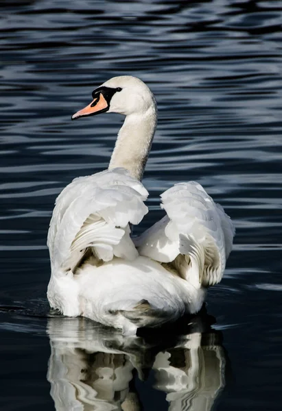 Uma Bela Vista Cisne Gracioso Flutuando Lago — Fotografia de Stock