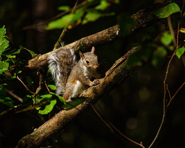 Close Pequeno Esquilo Galho Árvore — Fotografia de Stock