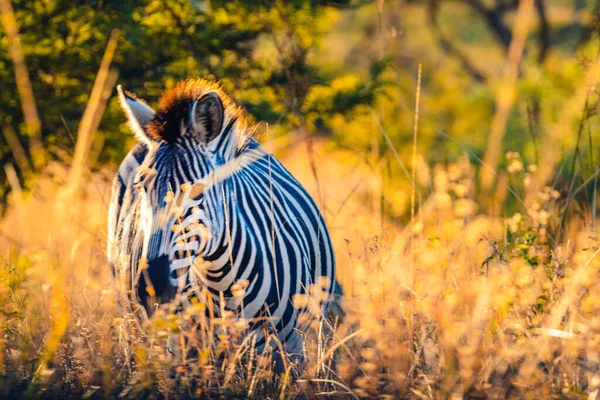 Ein Zebra Der Naturlandschaft — Stockfoto