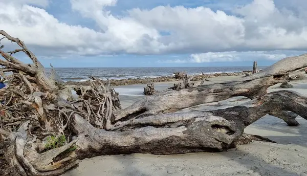 stock image A closeup shot of a broken tree near the beach on a sunny day