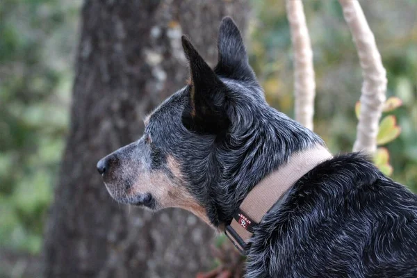 Side Black Dog Collar — Stock fotografie