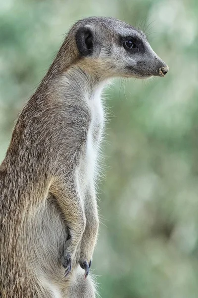 A vertical shot of a lemur in a forest on a blurred background