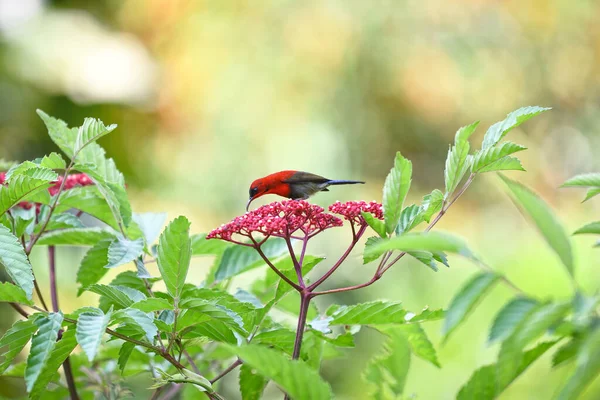 Liten Kolibri Den Rosa Blomman Omgiven Löv Trädgården — Stockfoto