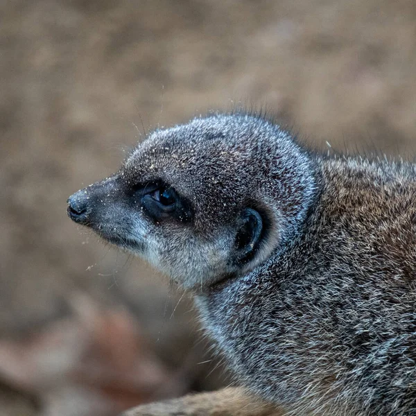 Közeli Kép Egy Aranyos Szurikáta Homályos Háttér — Stock Fotó