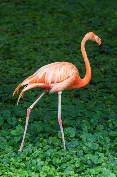 Tiro Vertical Flamingo Rosa Bonito Sobre Folhas Verdes Densamente Crescentes — Fotografia de Stock