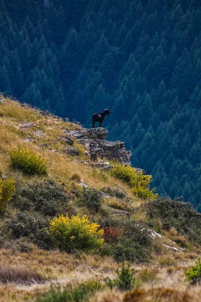 Una Hermosa Vista Una Cabra Negra Sobre Una Roca —  Fotos de Stock