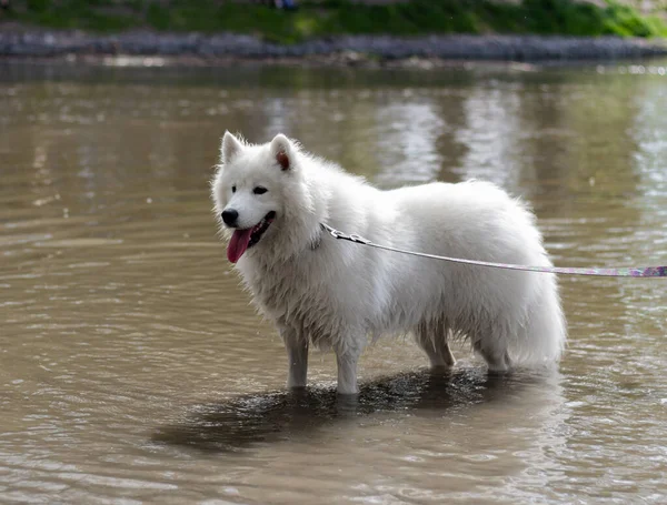 Cão Samoyed Branco Com Uma Trela Beira Rio — Fotografia de Stock