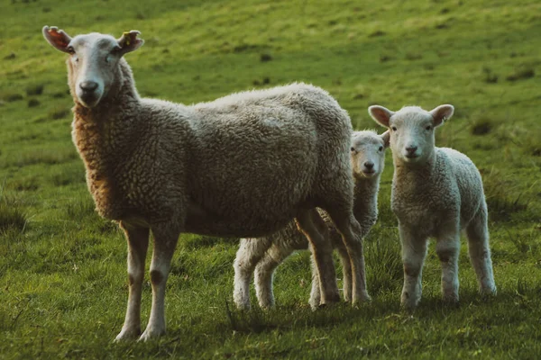 一群羊在牧场上吃草 — 图库照片