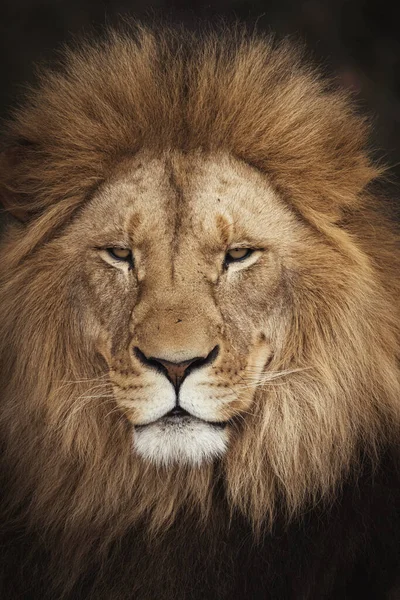 Close Shot Beautiful Lion — Stock fotografie