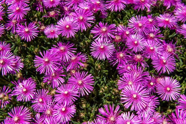 Closeup Delosperma Flowers Field — Stock Photo, Image
