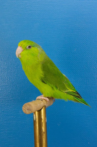 Detailní Záběr Zeleného Papouška Modrém Pozadí — Stock fotografie