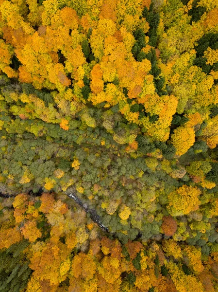 Прекрасний Вид Осінній Пейзаж Деревами Сонячний День — стокове фото