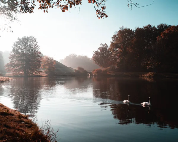 Een Prachtig Uitzicht Vijver Met Een Paar Zwanen Het Water — Stockfoto