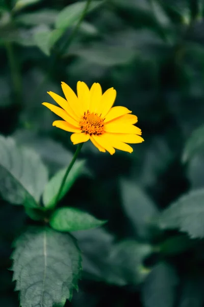 Eine Nahaufnahme Von Ein Paar Gelben Blumen Einem Garten — Stockfoto