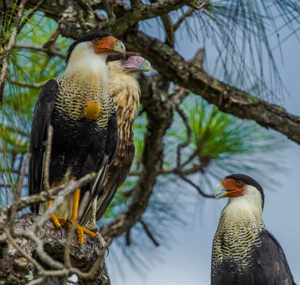 Closeup Shot Crested Caracaras Perched Tree Branch — Stock Photo, Image