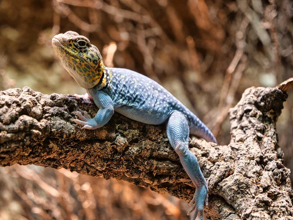 Primer Plano Una Iguana Del Desierto Con Cuello Sobre Árbol —  Fotos de Stock