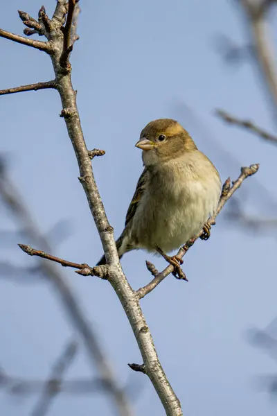 Bellissimo Scatto Uccello Una Foresta Durante Giorno — Foto Stock