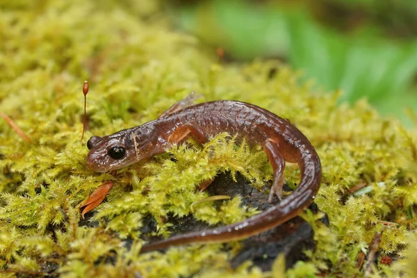 Closeup Adult Oregon Californian Ensatina Eschscholtzii Salamander Sitting Green Moss — Stock Photo, Image