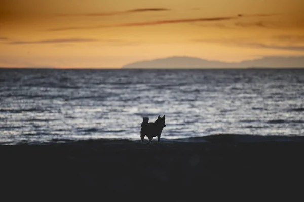 Die Silhouette Eines Niedlichen Kleinen Hundes Der Küste Beim Goldenen — Stockfoto