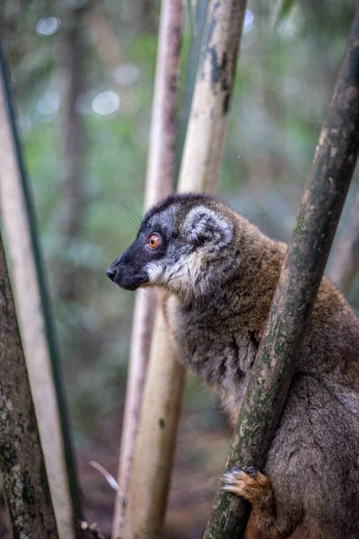 Madagaskar Mandraka Parkı Nda Meraklı Bir Lemurun Dikey Yakın Çekimi — Stok fotoğraf