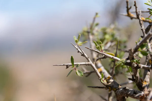 Krásná Zblízka Selektivní Záběr Větve Rostliny Drobnými Listy — Stock fotografie