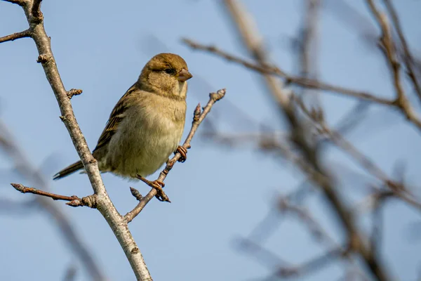 Närbild Sparv Trädgren — Stockfoto