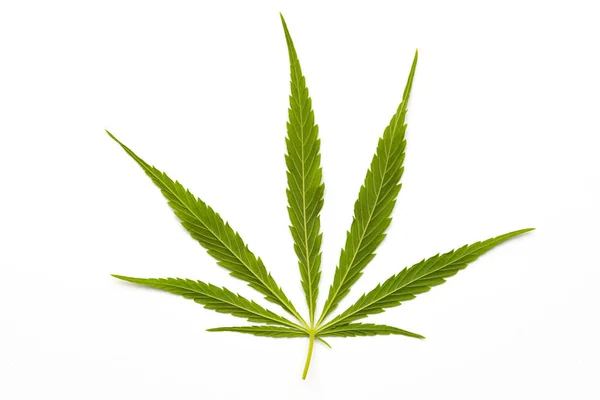 Cannabis Marijuana Blad Sativa Ogräs Hampa Hasch Löv — Stockfoto