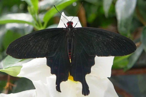 Ένα Κοντινό Πλάνο Μιας Πεταλούδας Ένα Λουλούδι — Φωτογραφία Αρχείου