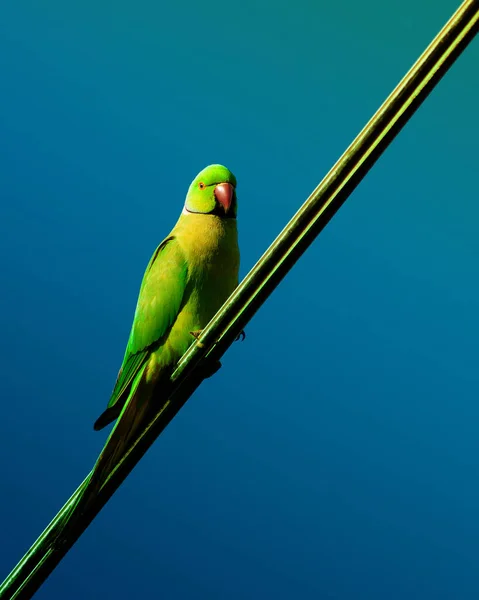 Gül Halkalı Bir Muhabbet Kuşu Mavi Bir Arka Planda Bir — Stok fotoğraf