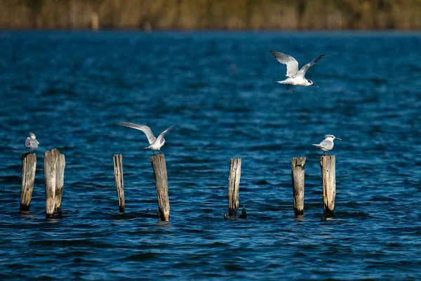 Några Måsar Står Träpinnar Fast Havet — Stockfoto