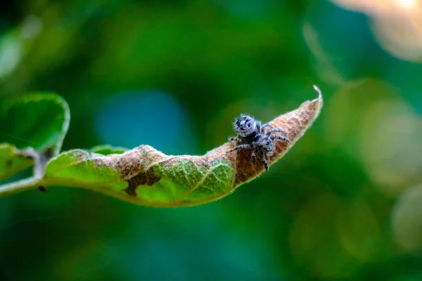 Μια Επιλεκτική Εστίαση Μιας Μικρής Αράχνης Φύλλα Δέντρου — Φωτογραφία Αρχείου