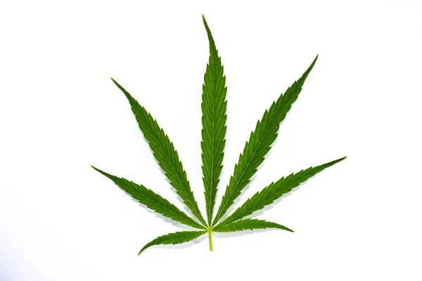 Uma Folha Maconha Cannabis Sativa Erva Folha Hash Cânhamo — Fotografia de Stock